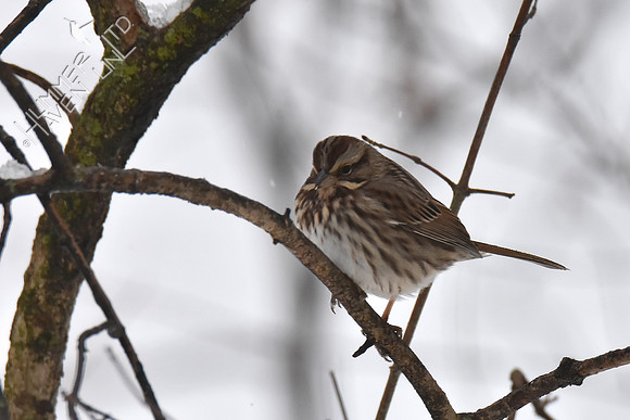 FOY #29 Song Sparrow 1-12-19