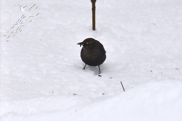 FOY #30 Rusty Blackbird 1-12-19