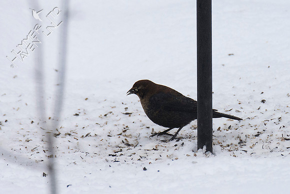 FOY #30 Rusty Blackbird 1-12-19