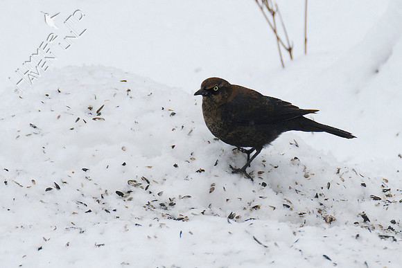 FOY #30 Rusty Blackbird 1-12-19