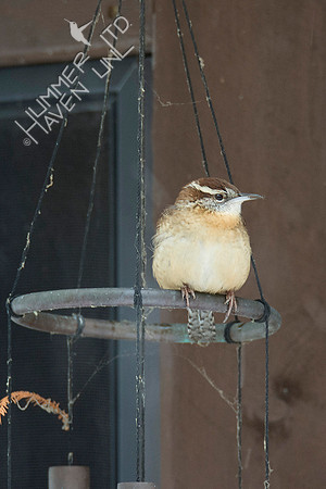 Carolina Wren on wind chime 1-12-19