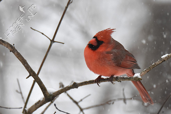 Northern Cardinal 1-11-19