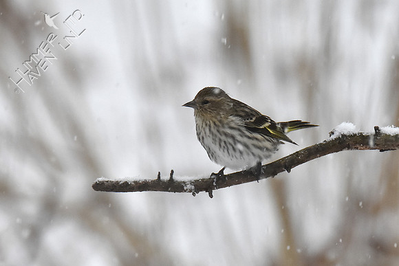 Pine Siskin 1-11-19