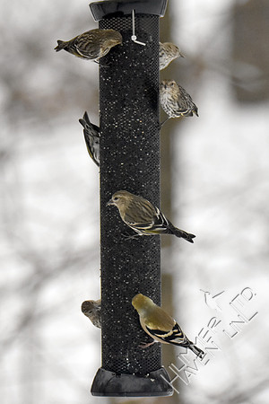 Pine Siskins 1-12-19