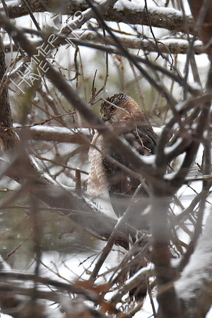 FOY #32 Cooper's Hawk 1-13-19