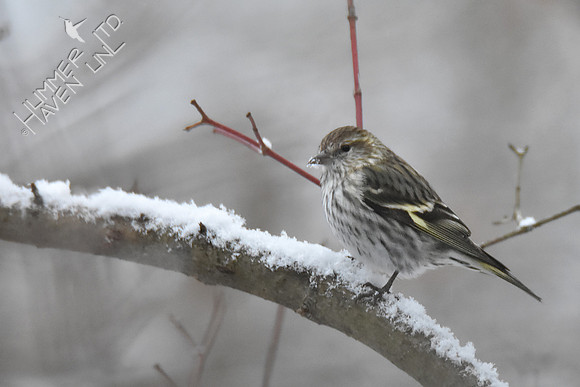 Pine Siskin 1-13-19