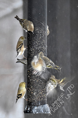 Pine Siskins-5 American Goldfinch-3 1-13-19