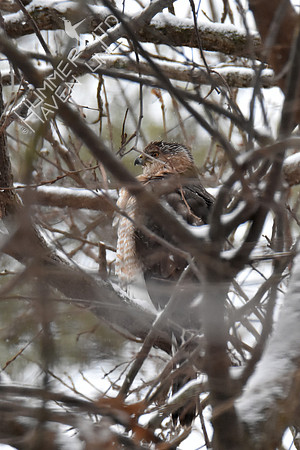 FOY #32 Cooper's Hawk 1-13-19