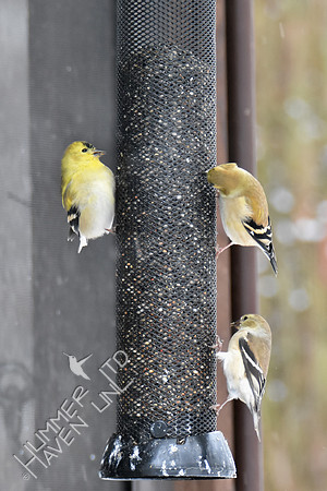 American Goldfinch 1-13-19