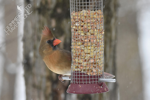 Northern Cardinal female 1-13-19