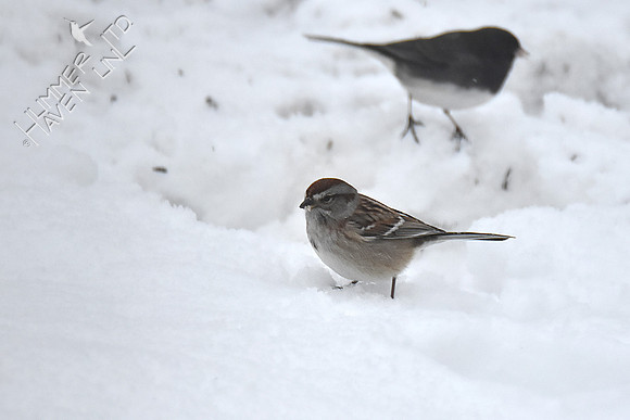 FOY #33 American Tree Sparrow 1-3-19