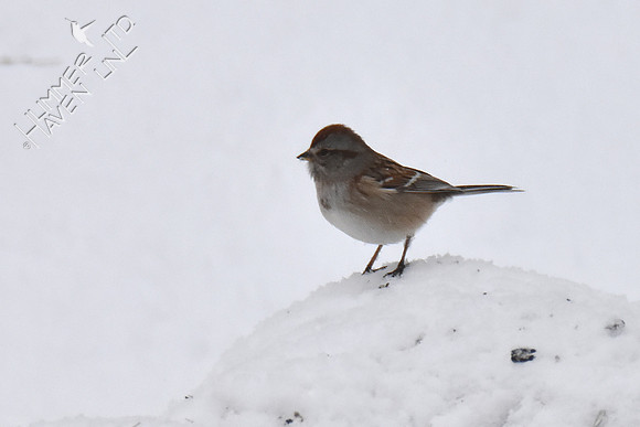 FOY #33 American Tree Sparrow 1-3-19
