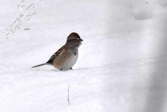 FOY #33 American Tree Sparrow 1-3-19