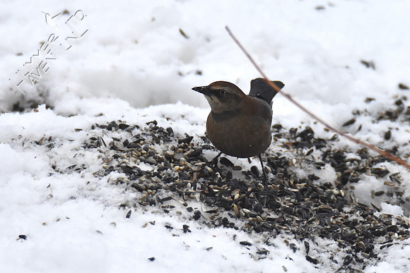 Rusty Blackbird 1-13-19