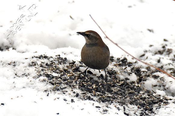 Rusty Blackbird 1-13-19