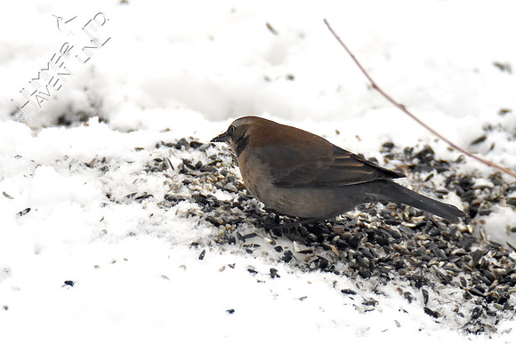 Rusty Blackbird 1-13-19