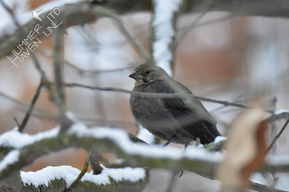 FOY #34 Brown-headed Cowbird female 1-13-19