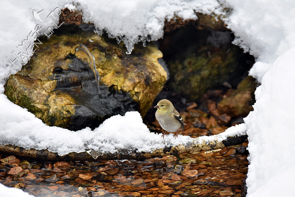 American Goldfinch 1-13-19