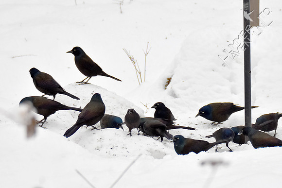 Common Grackles 1-13-19
