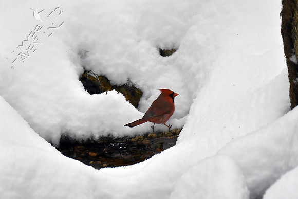 Northern Cardinal at Bubbler basin 1-12-19