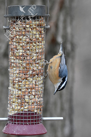 Red-breasted Nuthatch 1-11-19