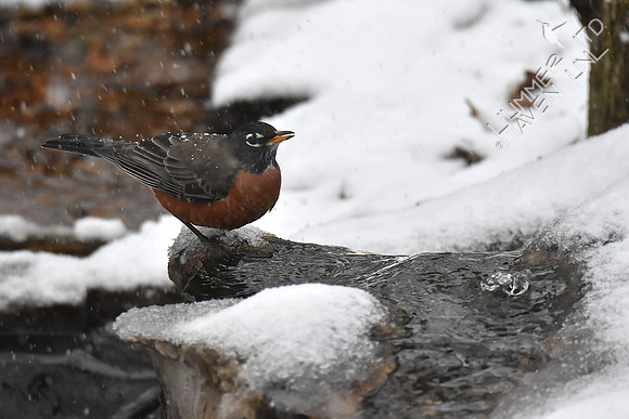 American Robin 1-11-19