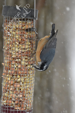 Red-breasted Nuthatch 1-11-19