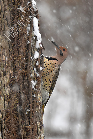 Northern Flicker 1-11-19