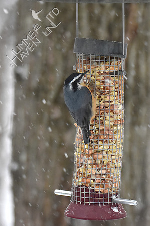 Red-breasted Nuthatch 1-11-19