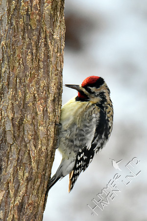 Yellow-bellied Sapsucker 1-7-17