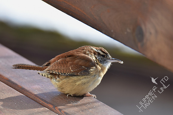 Carolina Wren 1-7-17
