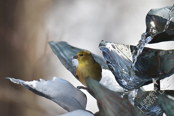 American Goldfinch 1-7-17
