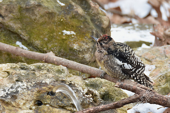 Yellow-bellied Sapsucker female 1-7-17