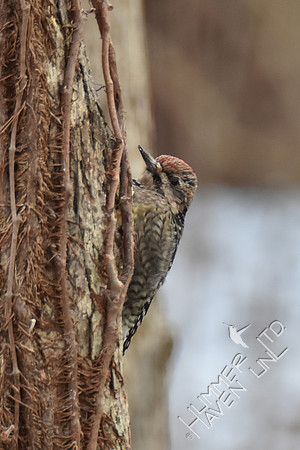 Yellow-bellied Sapsucker female 1-7-17