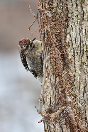 Yellow-bellied Sapsucker female 1-7-17