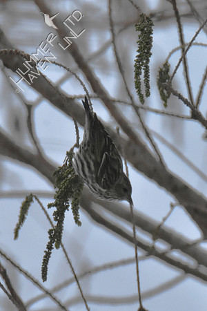 Pine Siskin eating cypress seeds 1-14-19