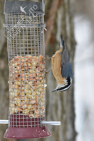 Red-breasted Nuthatch 1-14-19
