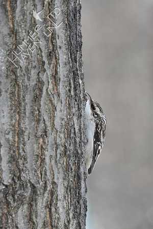 Brown Creeper 1-14-19