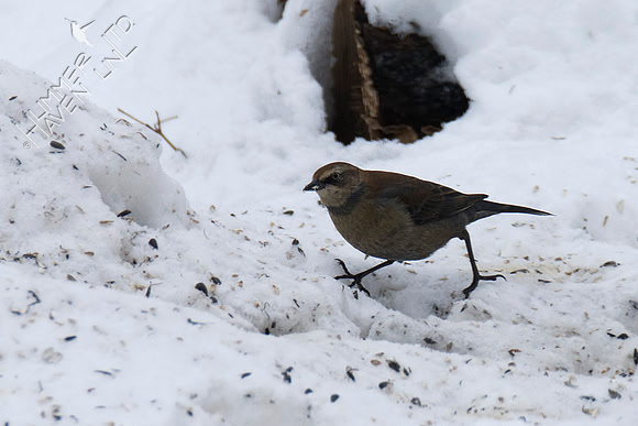 Rusty Blackbird 1-14-19