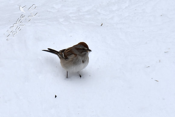 American Tree Sparrow 1-14-19