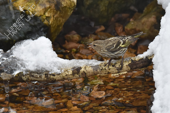 Pine Siskin 1-14-19