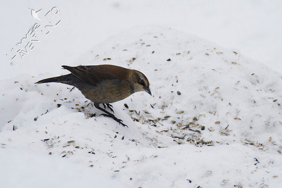 Rusty Blackbird 1-14-19