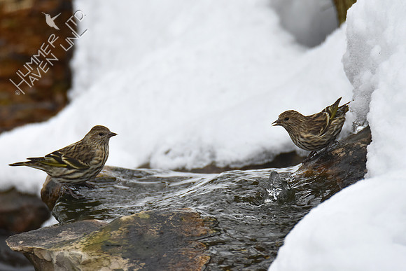 Pine Siskins 1-14-19