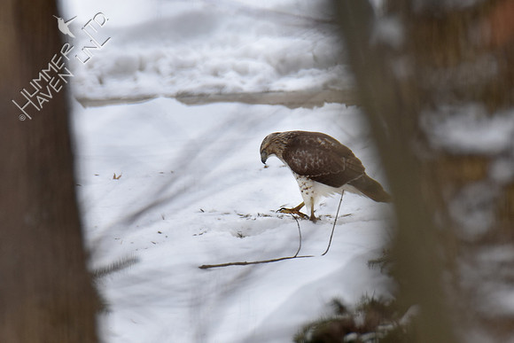Red-tailed Hawk 1-14-19