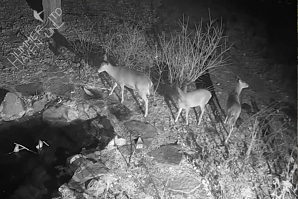 Deer 1-12-17 at 6:32 a.m.