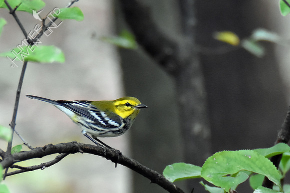 Black-throated Green Warbler 10-6-16
