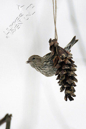 Pine Siskin 1-15-19
