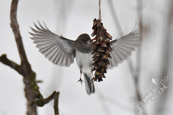 Dark-eyed Junco 1-15-19