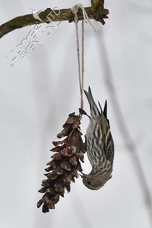 Pine Siskin 1-15-19