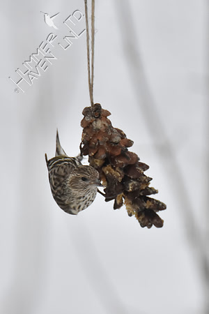 Pine Siskin 1-15-19